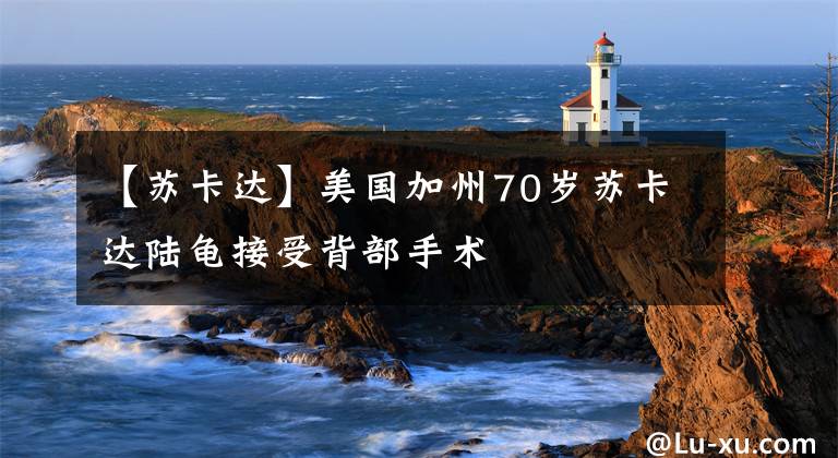 【苏卡达】美国加州70岁苏卡达陆龟接受背部手术