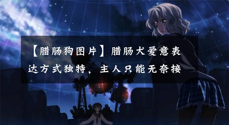 【腊肠狗图片】腊肠犬爱意表达方式独特，主人只能无奈接受，网友：上厕所也陪？