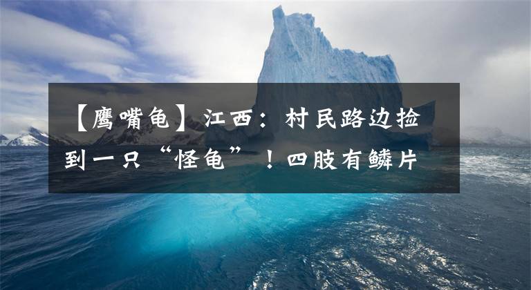 【鹰嘴龟】江西：村民路边捡到一只“怪龟”！四肢有鳞片，一查竟是“国宝”