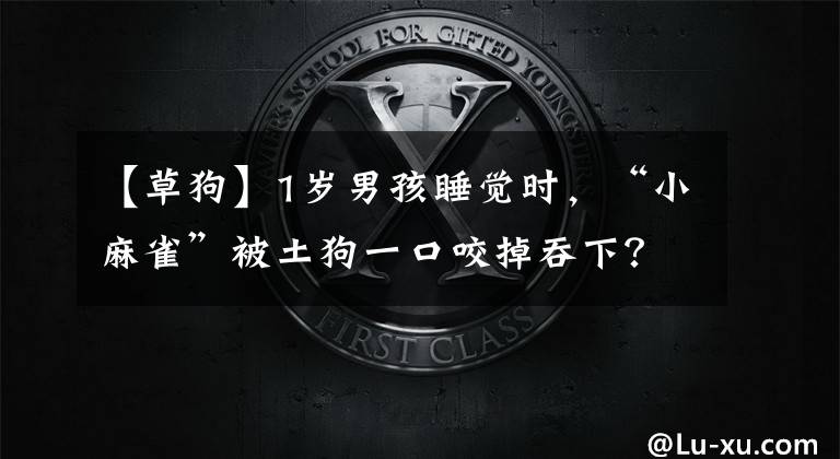 【草狗】1岁男孩睡觉时,“小麻雀”被土狗一口咬掉吞下?还能长出来吗?