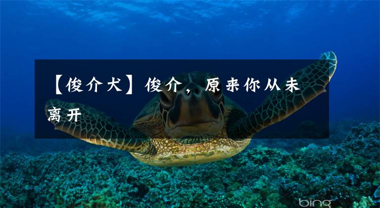 【俊介犬】俊介,原来你从未离开