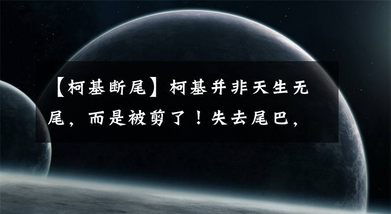 【柯基断尾】柯基并非天生无尾，而是被剪了！失去尾巴，平衡力变差还会遭狗嫌