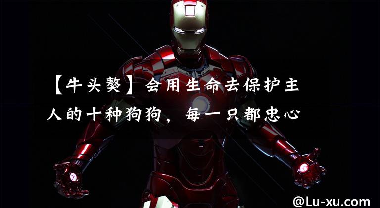 【牛头獒】会用生命去保护主人的十种狗狗，每一只都忠心耿耿
