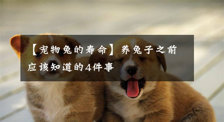 【宠物兔的寿命】养兔子之前应该知道的4件事