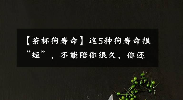【茶杯狗寿命】这5种狗寿命很“短”，不能陪你很久，你还会考虑养吗？