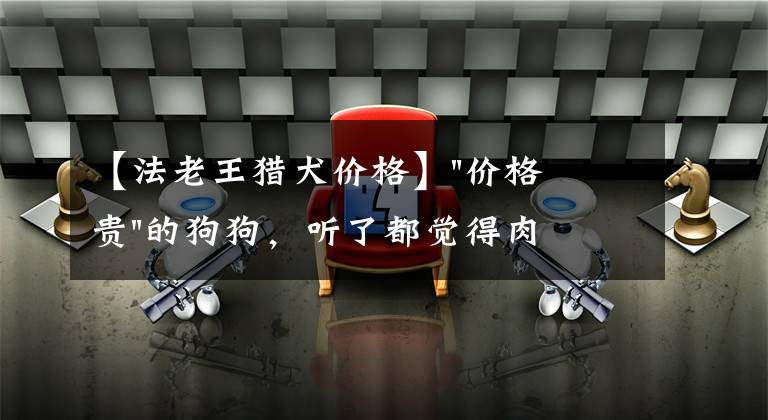 【法老王猎犬价格】"价格贵"的狗狗,听了都觉得肉疼,能让人望而却步