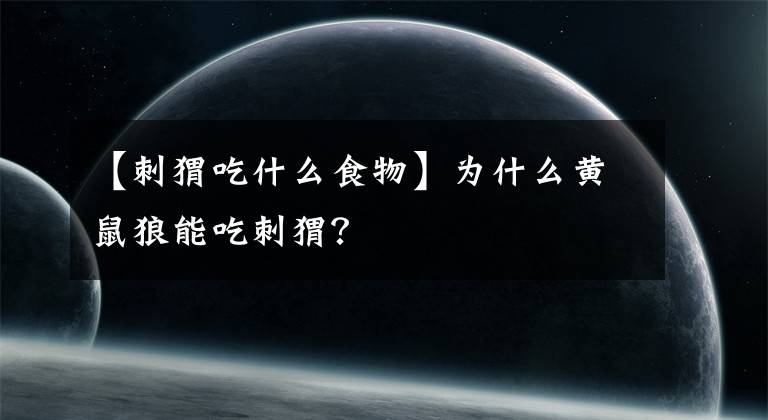 【刺猬吃什么食物】为什么黄鼠狼能吃刺猬?