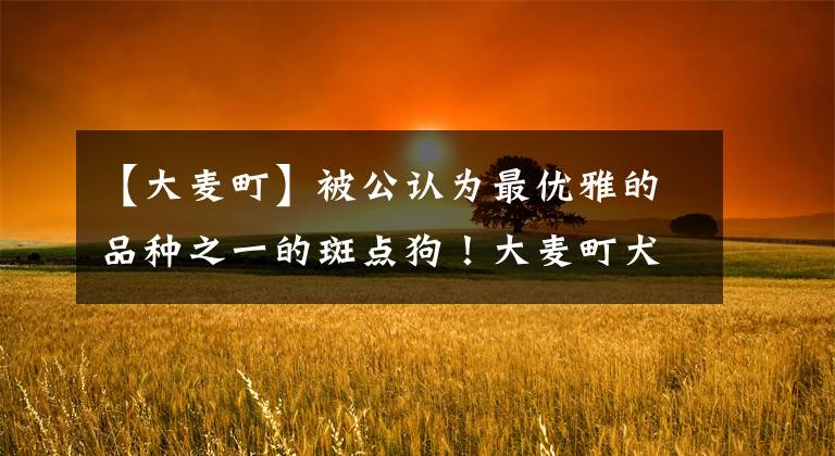 【大麦町】被公认为最优雅的品种之一的斑点狗！大麦町犬的科普小知识全在这