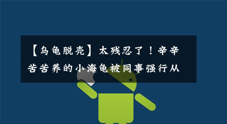 【乌龟脱壳】太残忍了！辛辛苦苦养的小海龟被同事强行从壳里拔出