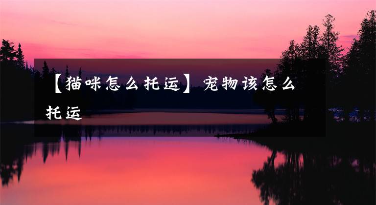 【猫咪怎么托运】宠物该怎么托运