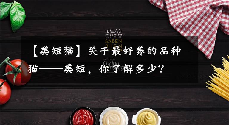 【美短猫】关于最好养的品种猫——美短，你了解多少？