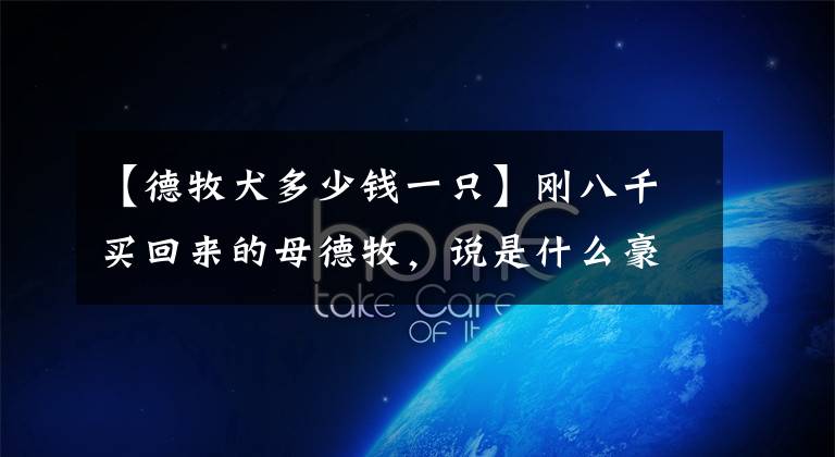 【德牧犬多少钱一只】刚八千买回来的母德牧，说是什么豪斯的后代，有经验能不能帮我看看