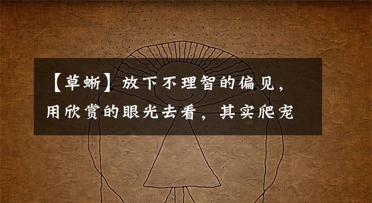 【草蜥】放下不理智的偏见，用欣赏的眼光去看，其实爬宠也没那么恐怖
