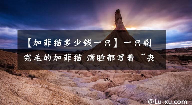 【加菲猫多少钱一只】一只剃完毛的加菲猫 满脸都写着“丧”