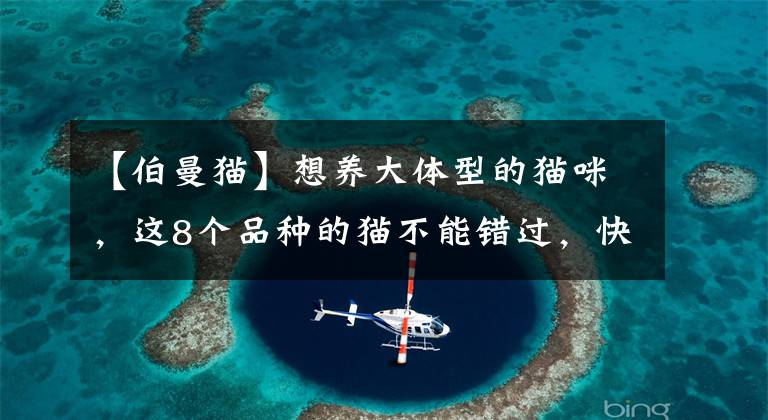 【伯曼猫】想养大体型的猫咪，这8个品种的猫不能错过，快看看你知道几个？