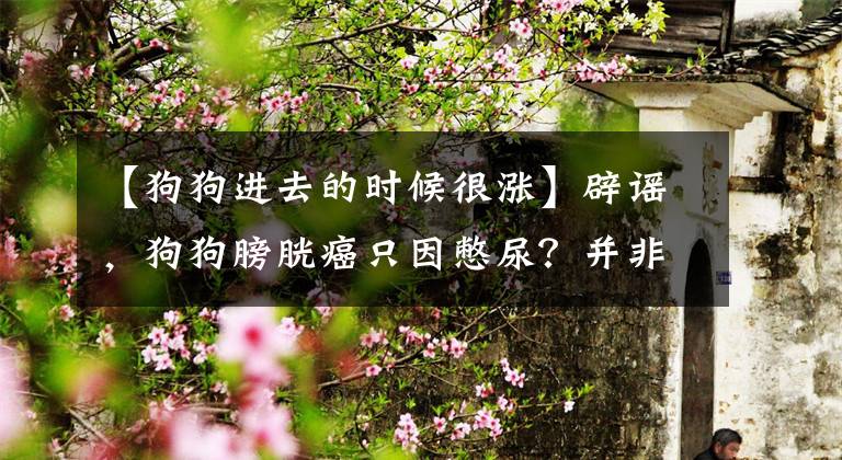 【狗狗进去的时候很涨】辟谣,狗狗膀胱癌只因憋尿?并非如此,二手烟等因素才是主要原因