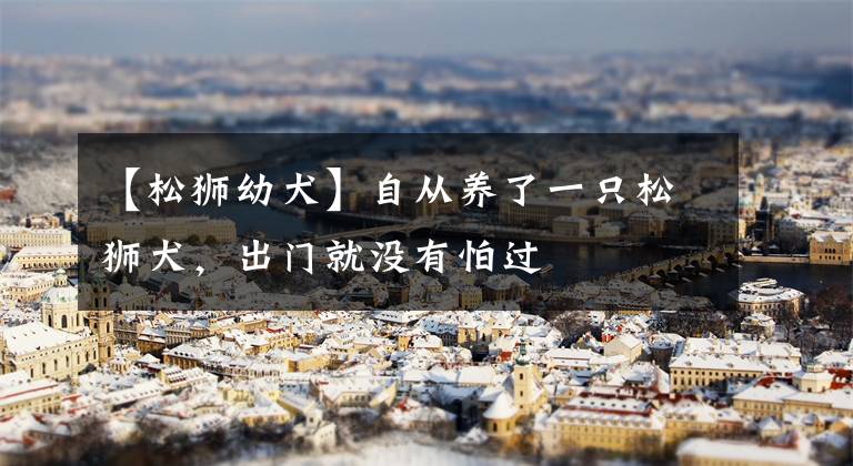 【松狮幼犬】自从养了一只松狮犬，出门就没有怕过