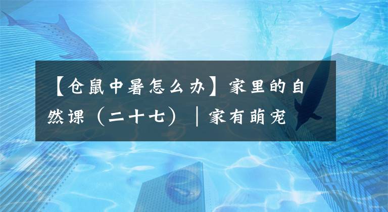 【仓鼠中暑怎么办】家里的自然课（二十七）︱家有萌宠