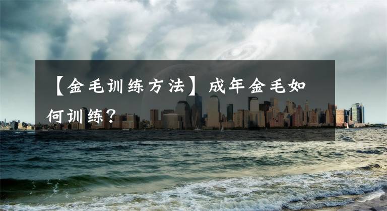 【金毛训练方法】成年金毛如何训练?
