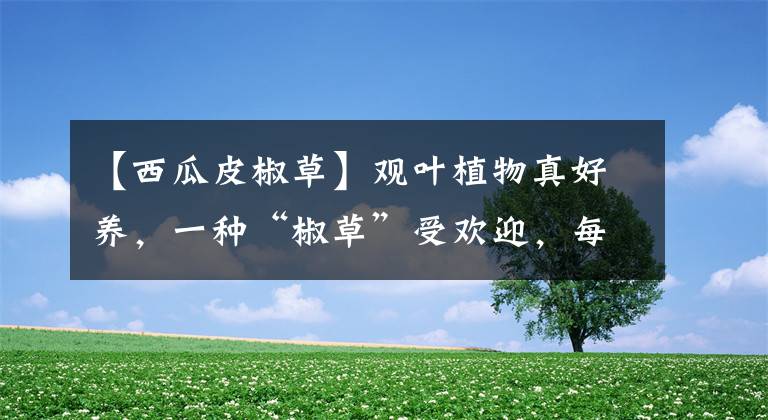 【西瓜皮椒草】观叶植物真好养,一种“椒草”受欢迎,每天晒太阳盆里绿叶爆盆