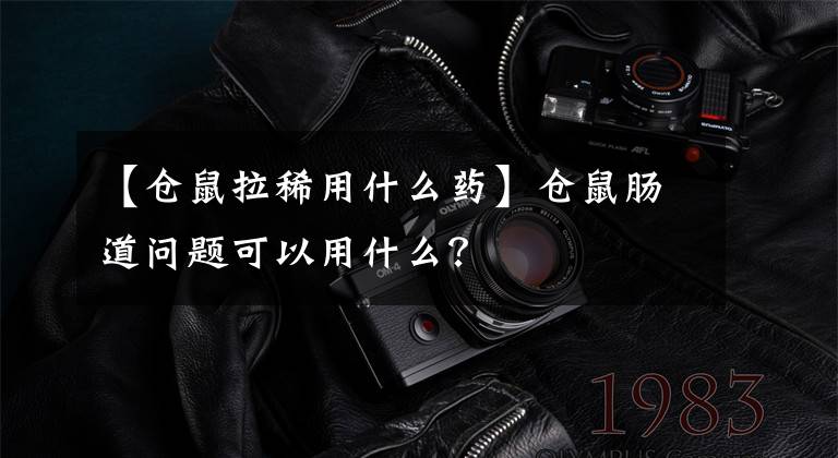 【仓鼠拉稀用什么药】仓鼠肠道问题可以用什么?