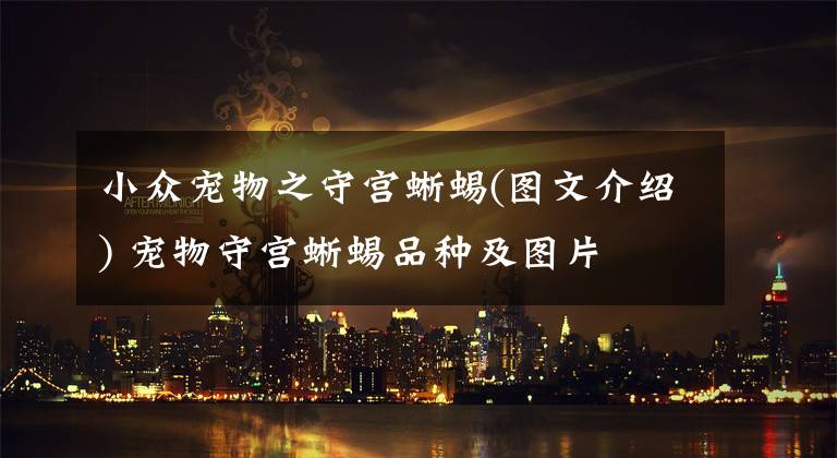 小众宠物之守宫蜥蜴(图文介绍) 宠物守宫蜥蜴品种及图片