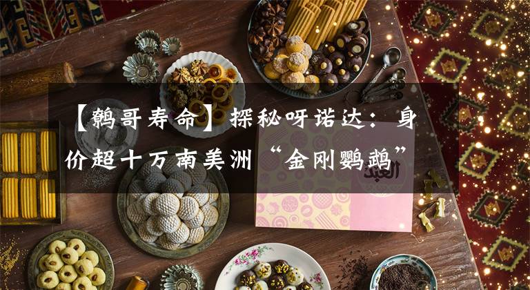 【鹩哥寿命】探秘呀诺达：身价超十万南美洲“金刚鹦鹉”竟然在景区卖艺赚小钱