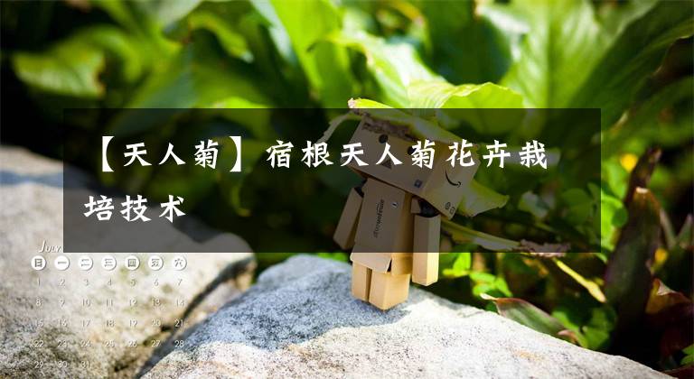 【天人菊】宿根天人菊花卉栽培技术