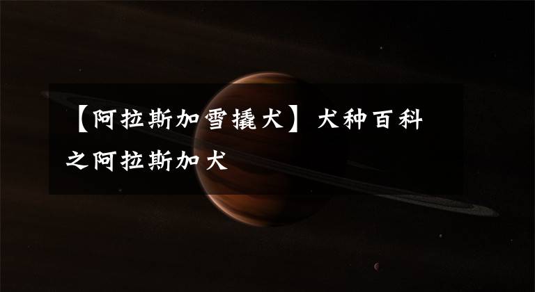 【阿拉斯加雪撬犬】犬种百科之阿拉斯加犬