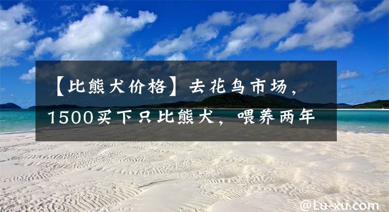 【比熊犬价格】去花鸟市场，1500买下只比熊犬，喂养两年后，噩梦就开始了！