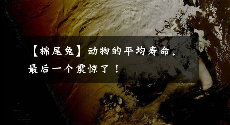 【棉尾兔】动物的平均寿命，最后一个震惊了！