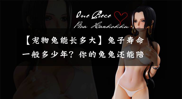 【宠物兔能长多大】兔子寿命一般多少年?你的兔兔还能陪伴你多久?