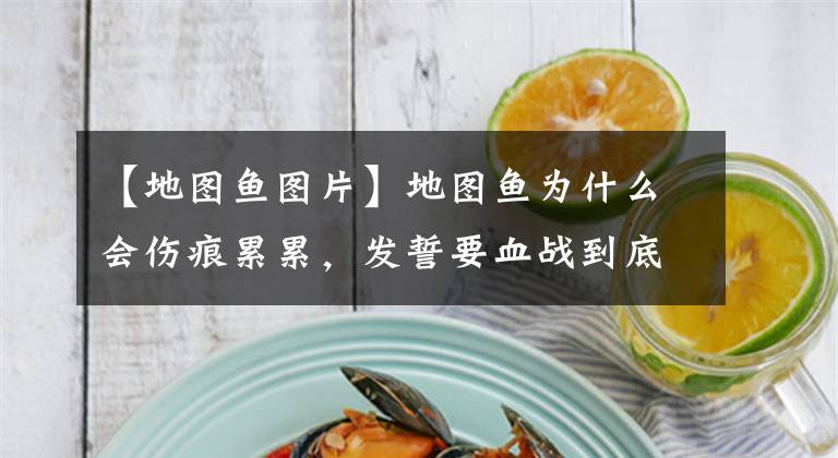 【地图鱼图片】地图鱼为什么会伤痕累累，发誓要血战到底，我们应该如何处理？