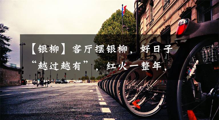 【银柳】客厅摆银柳,好日子“越过越有”,红火一整年,365天都漂亮