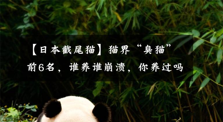 【日本截尾猫】猫界“臭猫”前6名，谁养谁崩溃，你养过吗？