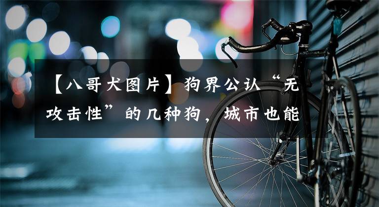 【八哥犬图片】狗界公认“无攻击性”的几种狗，城市也能放心养