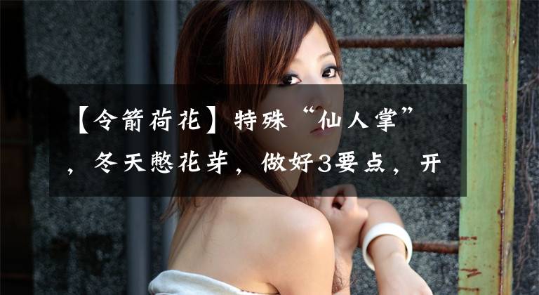 【令箭荷花】特殊“仙人掌”,冬天憋花芽,做好3要点,开满“大荷花”