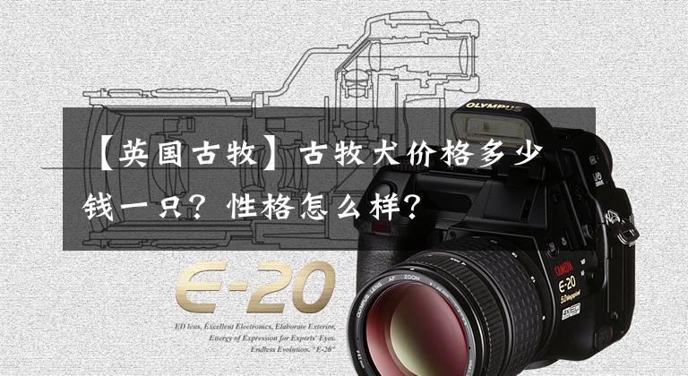 【英国古牧】古牧犬价格多少钱一只?性格怎么样?