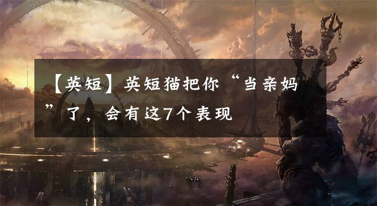 【英短】英短猫把你“当亲妈”了，会有这7个表现