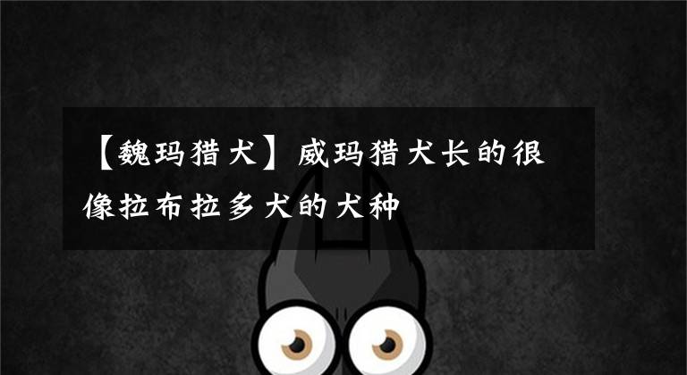 【魏玛猎犬】威玛猎犬长的很像拉布拉多犬的犬种