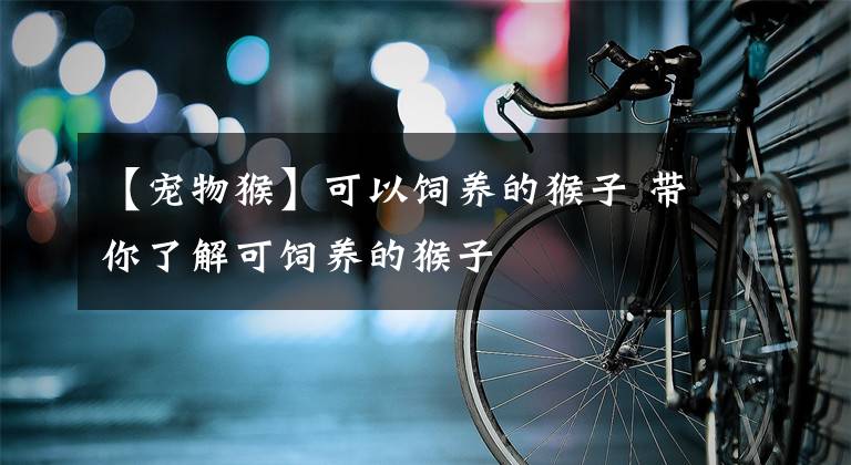 【宠物猴】可以饲养的猴子 带你了解可饲养的猴子
