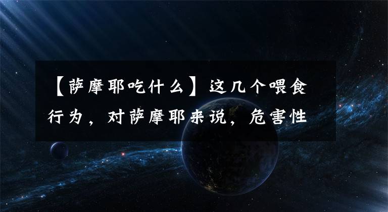 【萨摩耶吃什么】这几个喂食行为，对萨摩耶来说，危害性很高