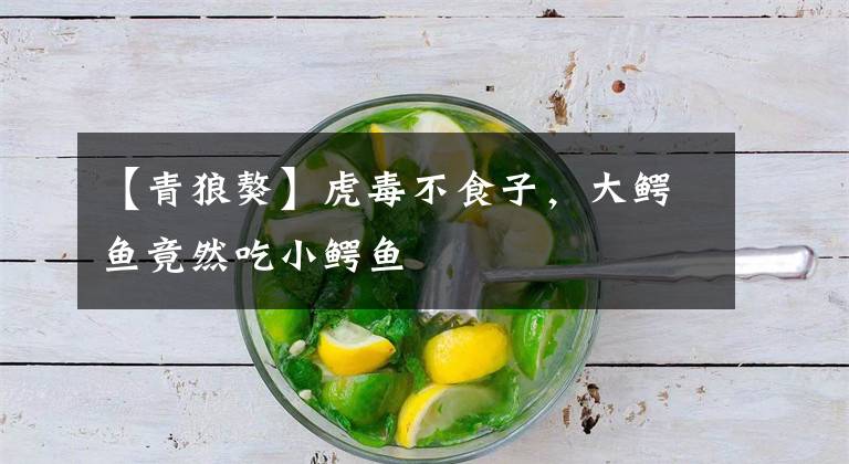 【青狼獒】虎毒不食子，大鳄鱼竟然吃小鳄鱼