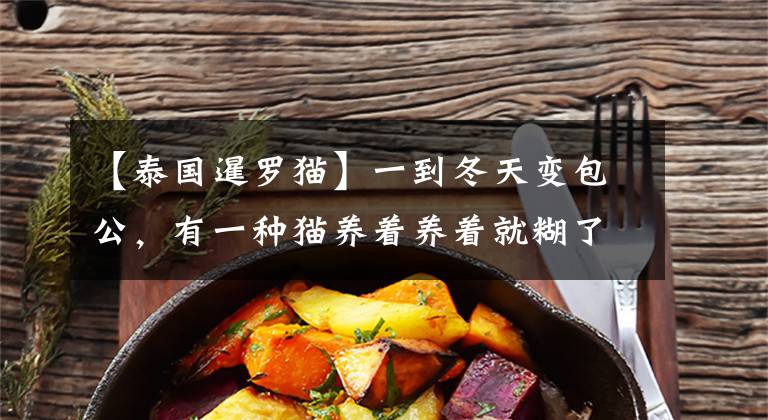 【泰国暹罗猫】一到冬天变包公，有一种猫养着养着就糊了——暹罗猫