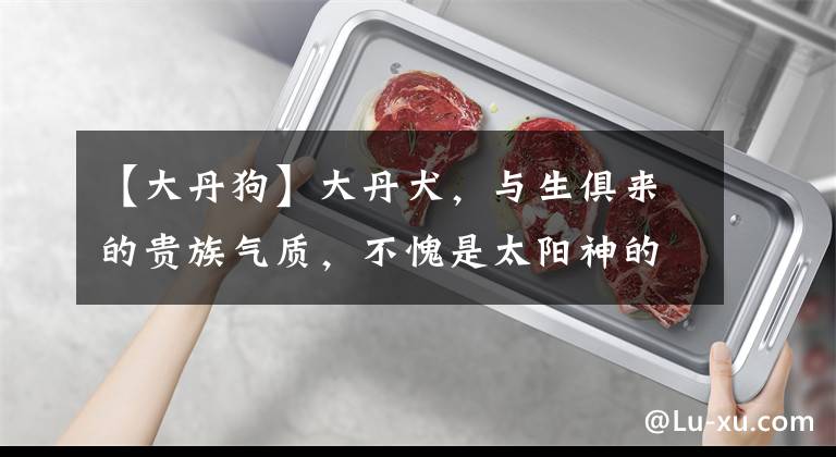 【大丹狗】大丹犬，与生俱来的贵族气质，不愧是太阳神的犬