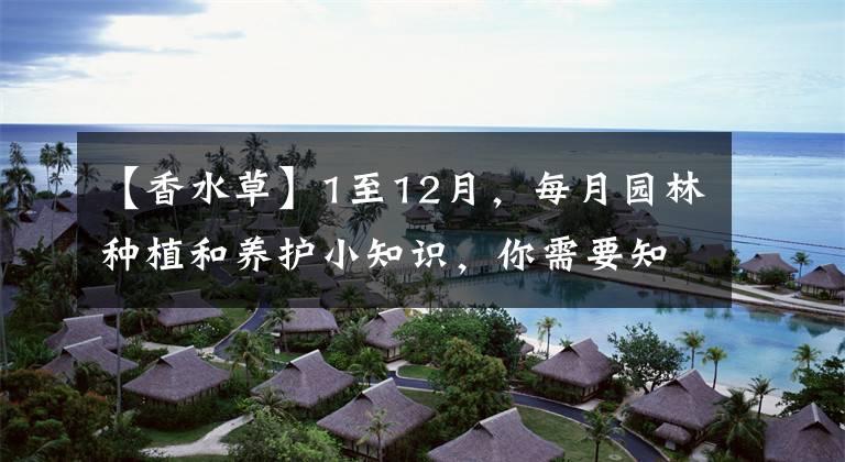 【香水草】1至12月，每月园林种植和养护小知识，你需要知道的百事通。干货