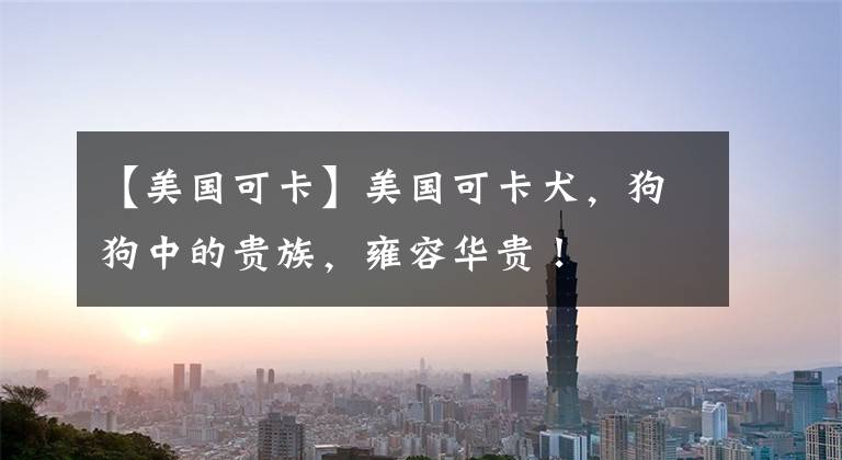 【美国可卡】美国可卡犬，狗狗中的贵族，雍容华贵！