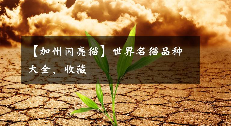 【加州闪亮猫】世界名猫品种大全，收藏