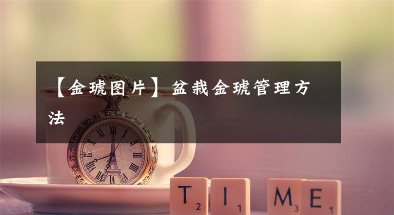 【金琥图片】盆栽金琥管理方法