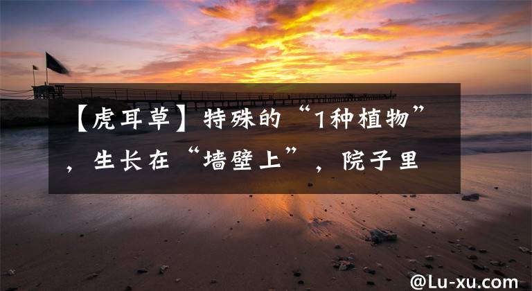 【虎耳草】特殊的“1种植物”，生长在“墙壁上”，院子里要是有，请珍惜